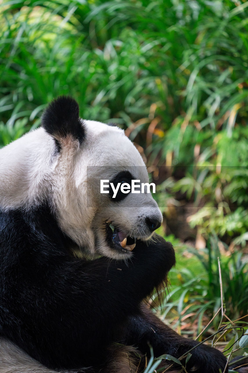 Close-up of a panda looking away