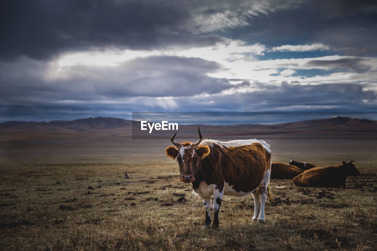 Cows on landscape against cloudy sky