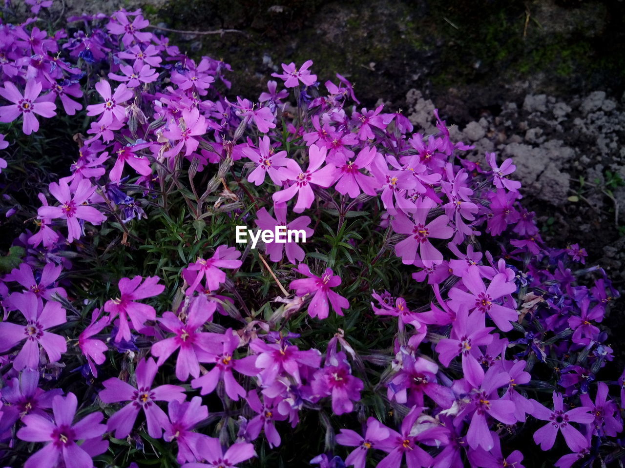 CLOSE-UP OF PURPLE IRIS BLOOMING IN GARDEN