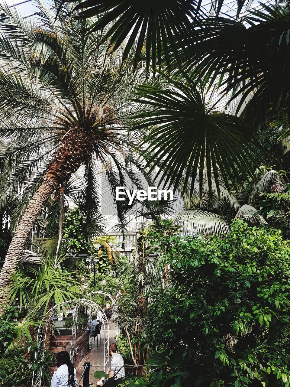 LOW ANGLE VIEW OF PALM TREES AGAINST PLANTS