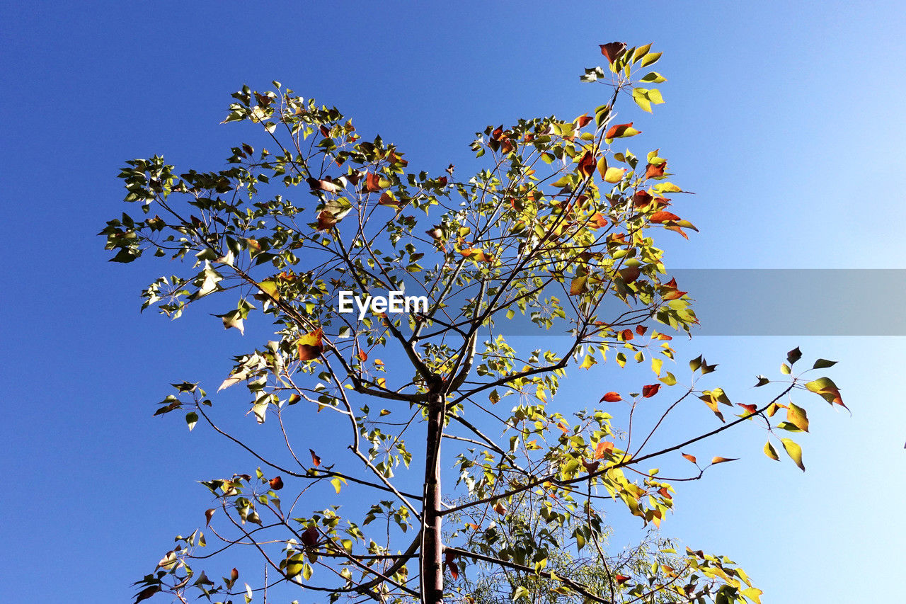 plant, sky, tree, flower, nature, clear sky, low angle view, branch, beauty in nature, blossom, blue, growth, leaf, no people, flowering plant, springtime, freshness, day, outdoors, sunny, fragility, plant part, fruit, autumn, fruit tree, sunlight, tranquility, food and drink, food, spring