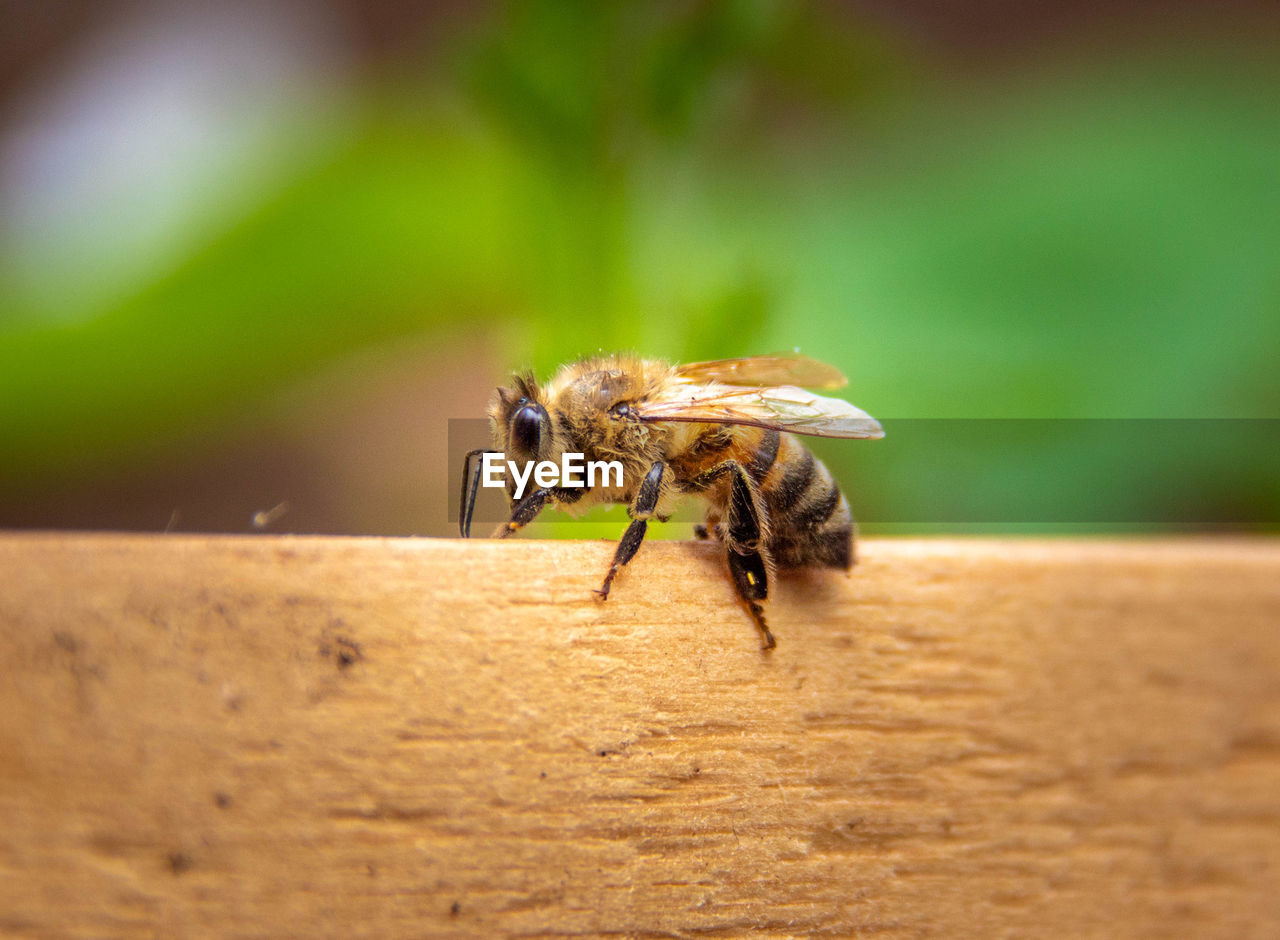 CLOSE-UP OF HONEY BEE