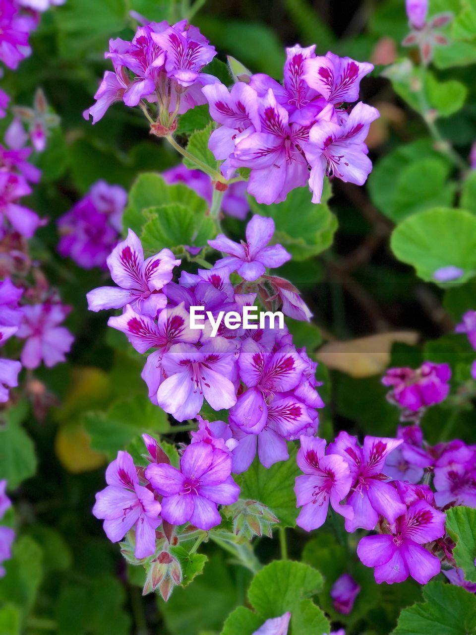 CLOSE-UP OF PURPLE FLOWERS BLOOMING