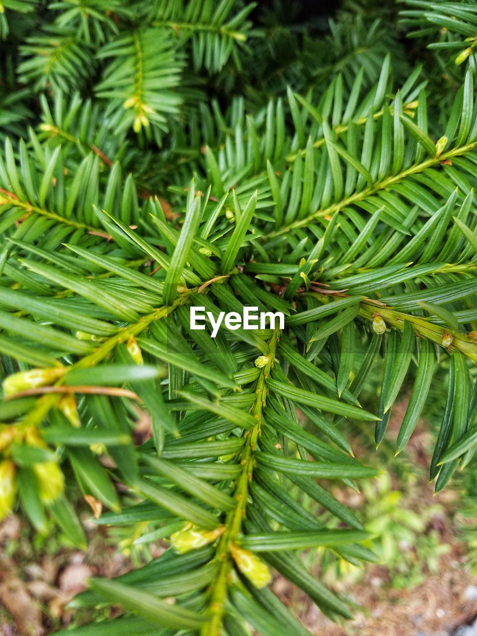 HIGH ANGLE VIEW OF PINE TREE BRANCH