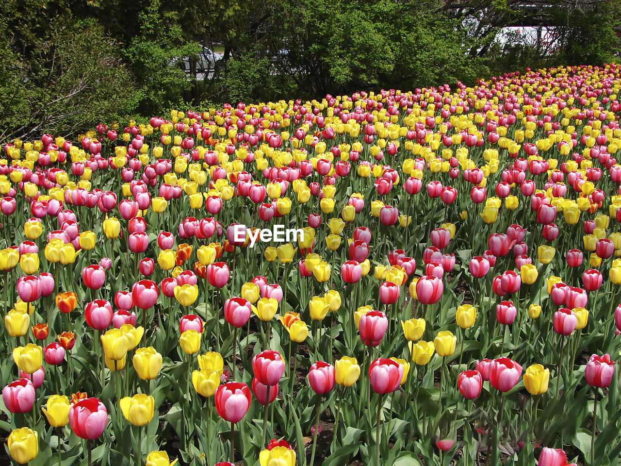 View of tulips in park