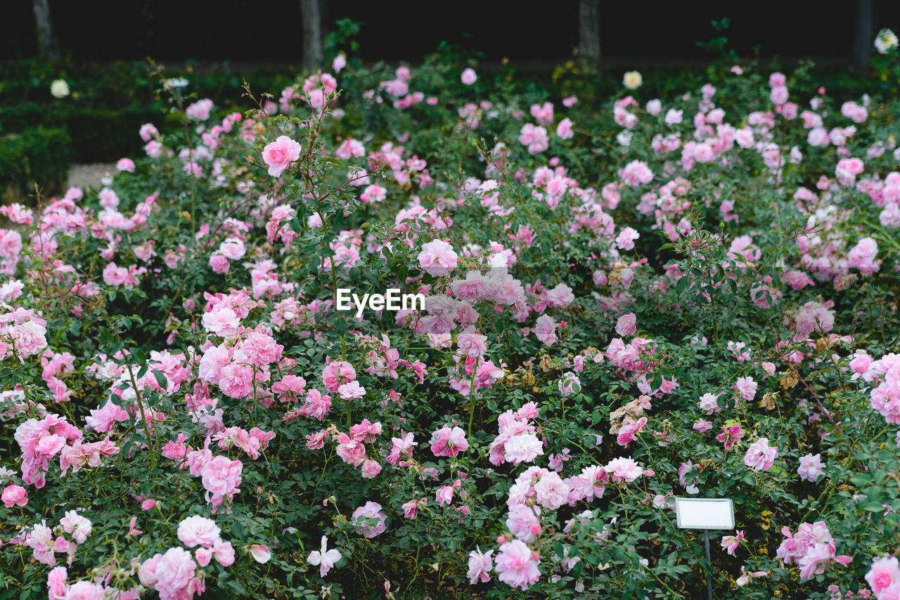 Close-up of pink flowering plants