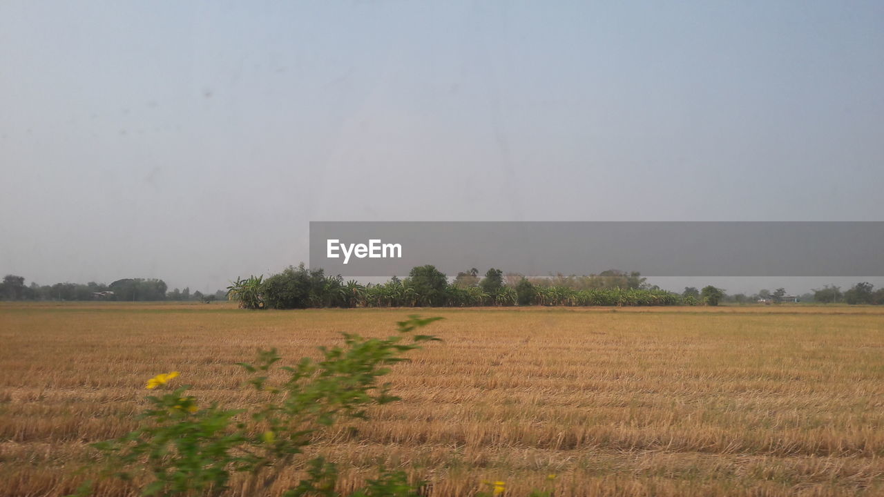 AGRICULTURAL FIELD AGAINST SKY