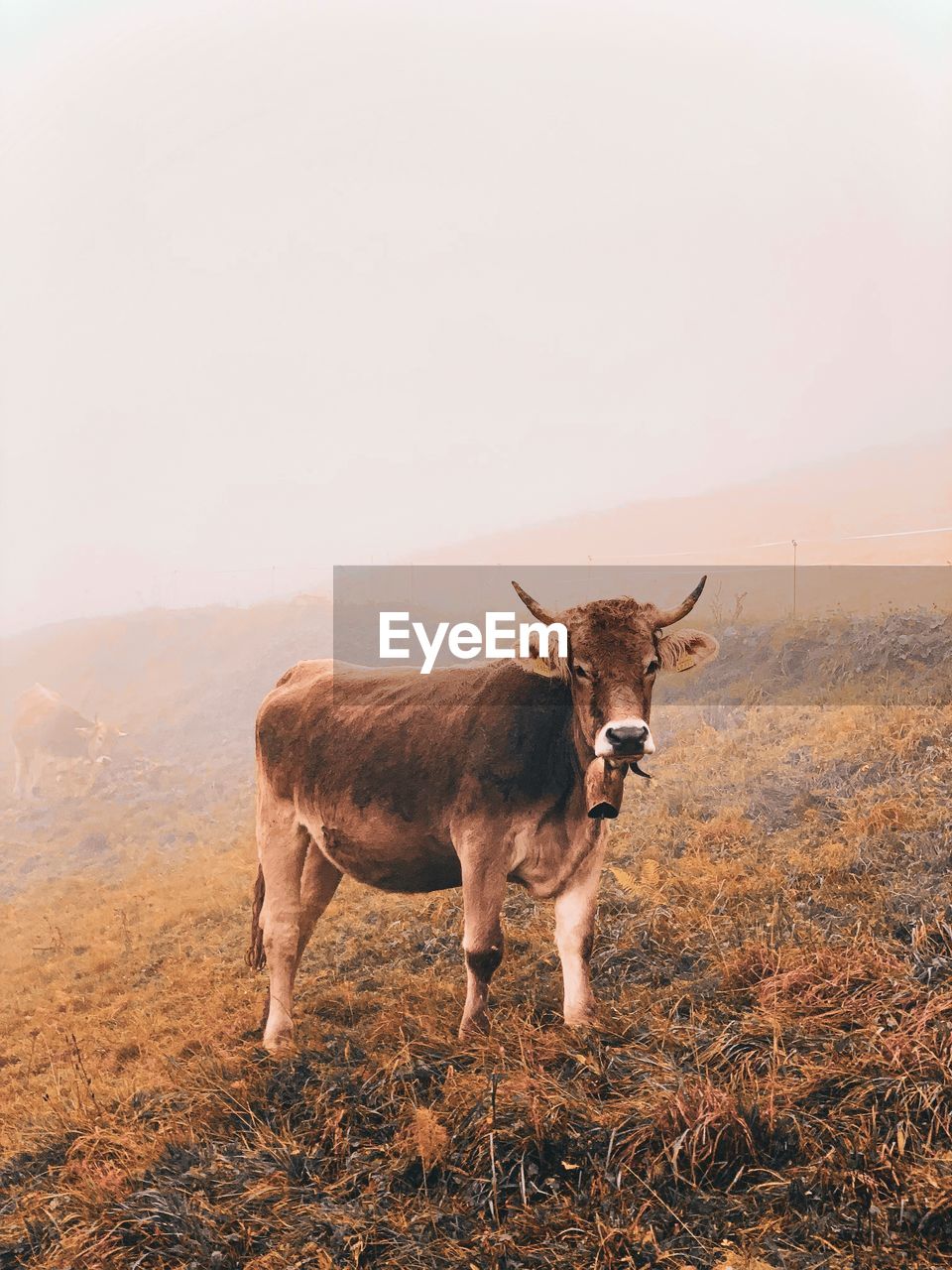 Cow in the foggy alps