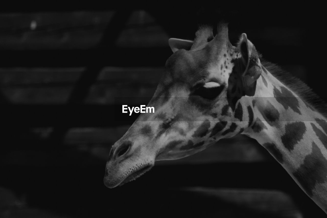 black and white, animal, animal themes, one animal, giraffe, animal wildlife, monochrome, monochrome photography, mammal, animal body part, black, close-up, animal head, no people, wildlife, domestic animals, focus on foreground, portrait