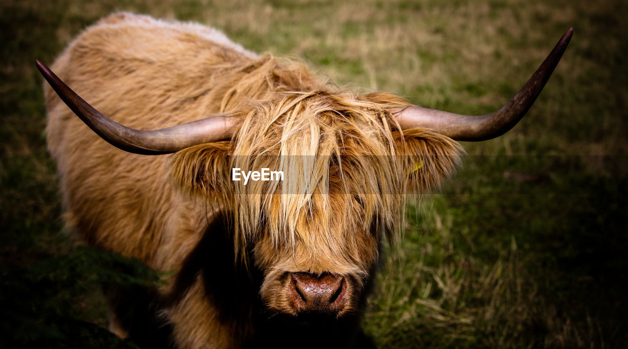 HORSE ON A FIELD