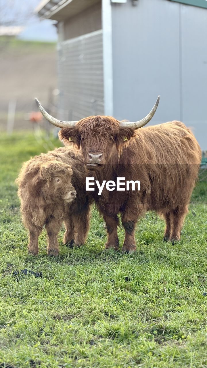 mammal, animal, animal themes, domestic animals, livestock, grass, horned, pet, plant, field, highland cattle, cattle, land, agriculture, nature, group of animals, pasture, animal wildlife, no people, animal hair, standing, domestic cattle, brown, grazing, day, outdoors, landscape, green, plain, architecture, building exterior, built structure, two animals, rural scene, environment, farm, young animal