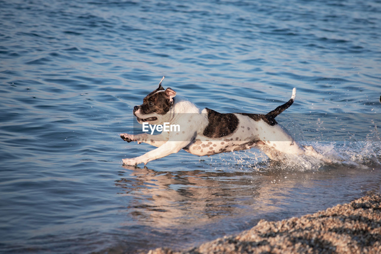 VIEW OF DOG IN SEA