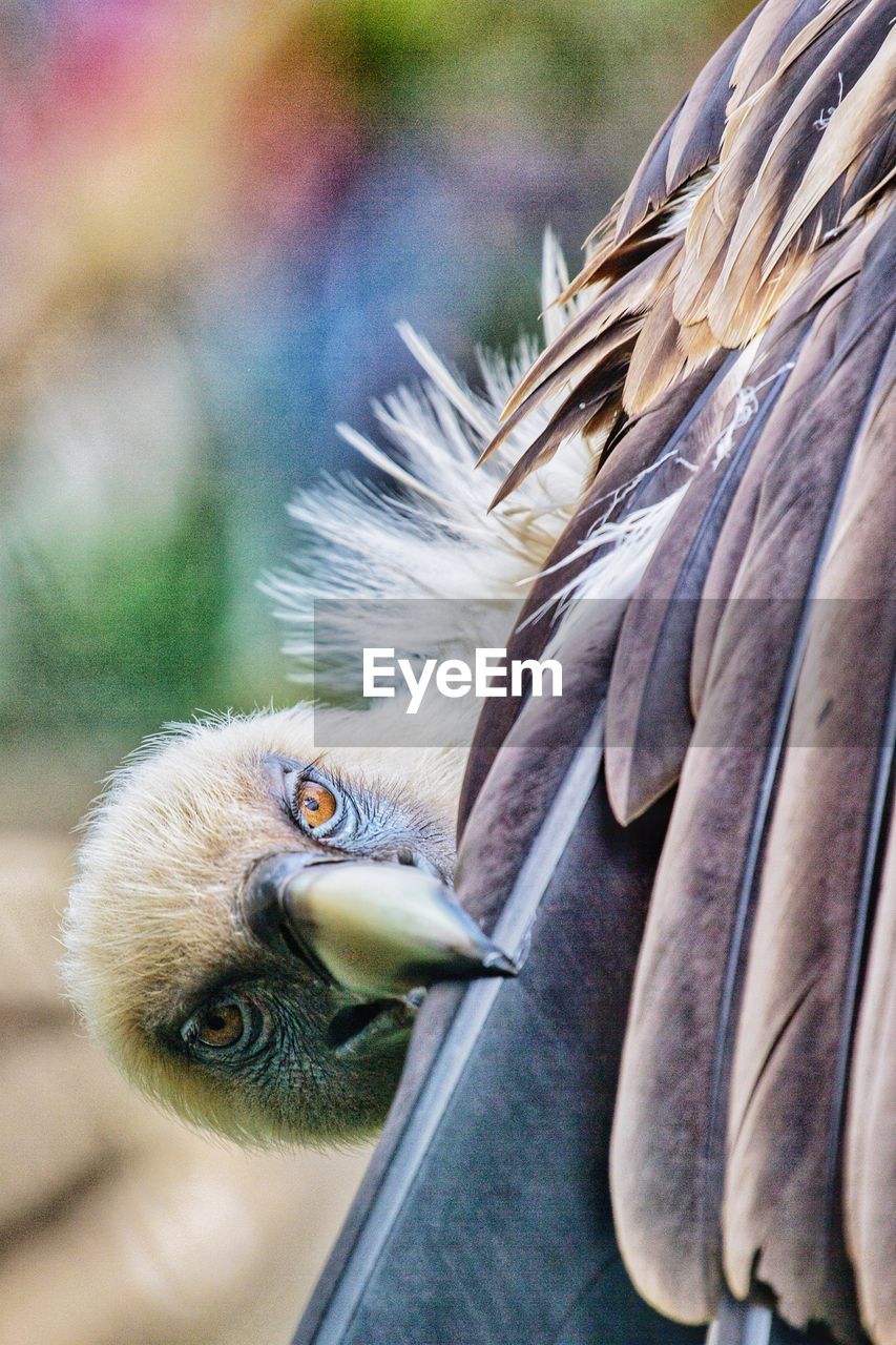 Side view of a bird against blurred background