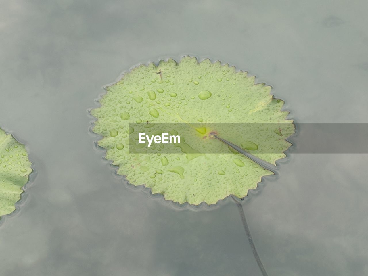 HIGH ANGLE VIEW OF GREEN LEAF ON WATER