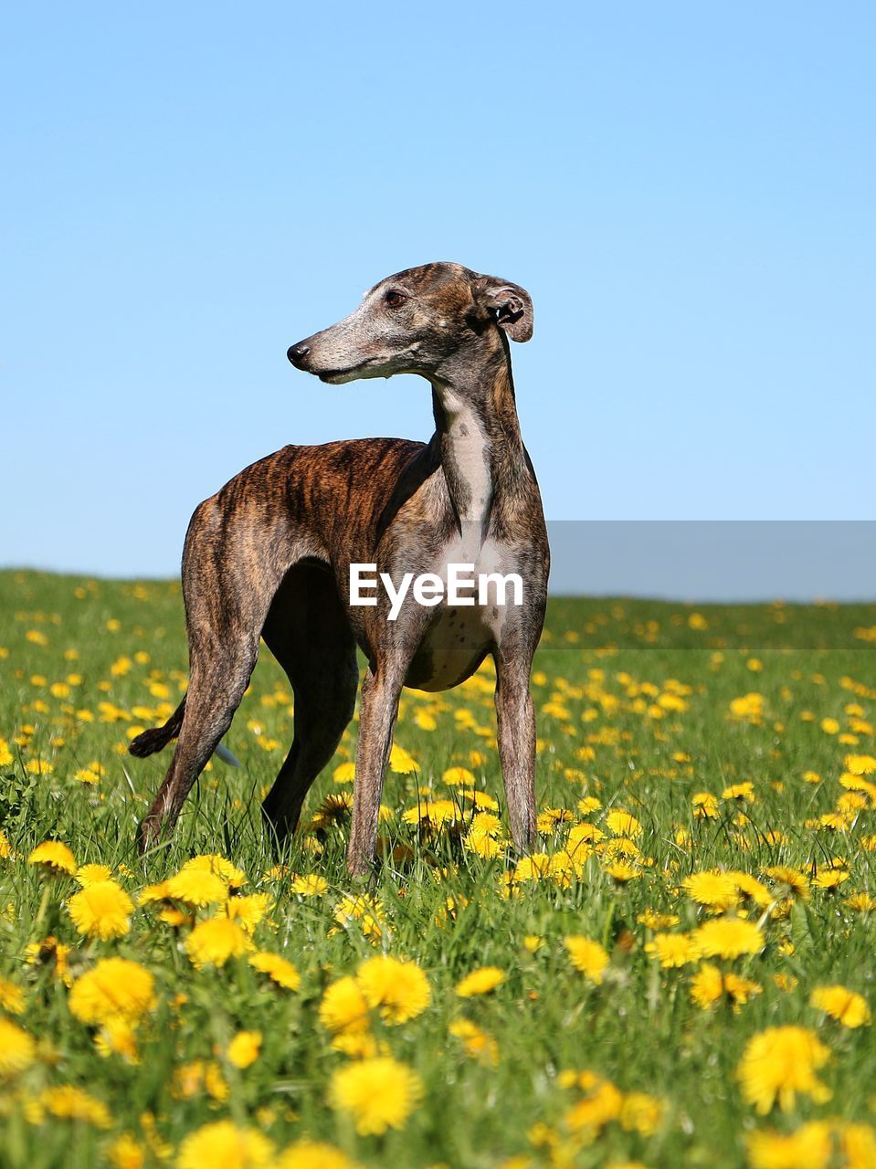 Dog standing on field against clear blue sky