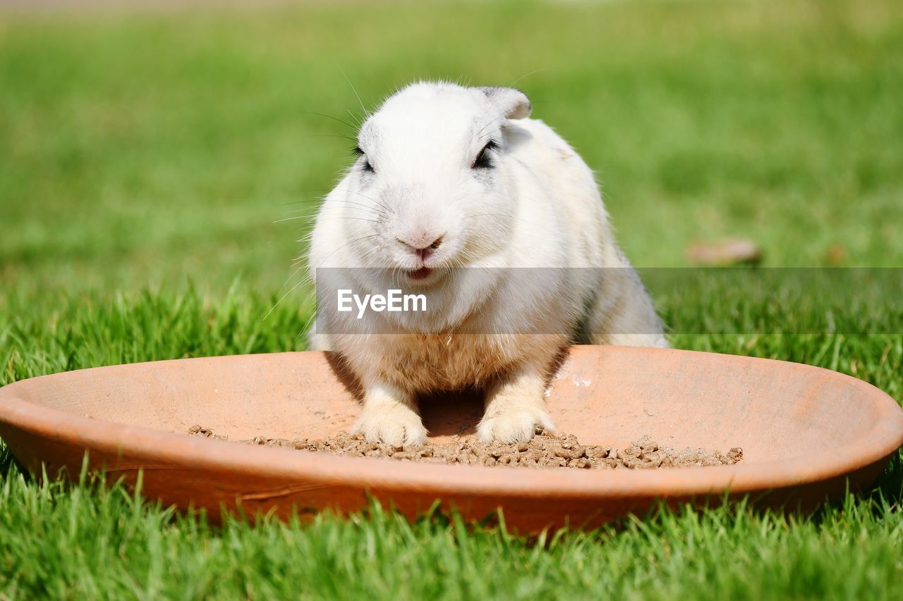 SHEEP SITTING ON FIELD