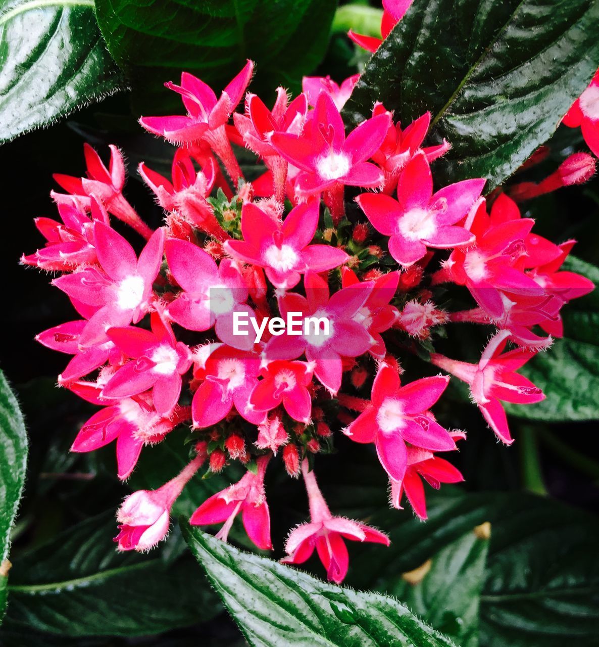 Pink blossom of plant