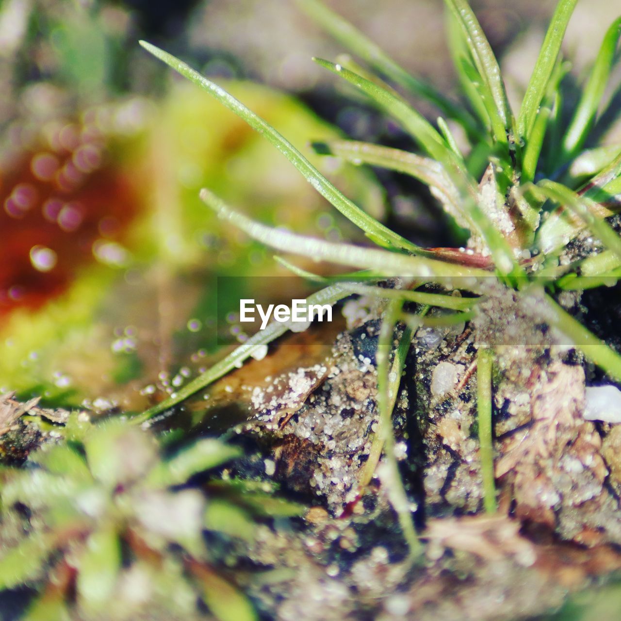 CLOSE-UP OF WET PLANTS