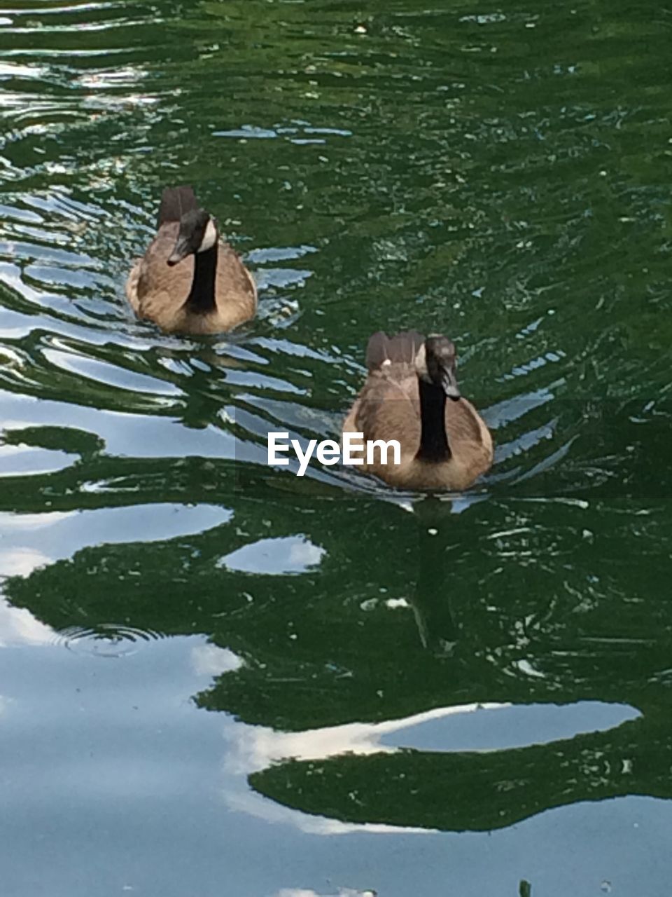 SWANS SWIMMING ON LAKE