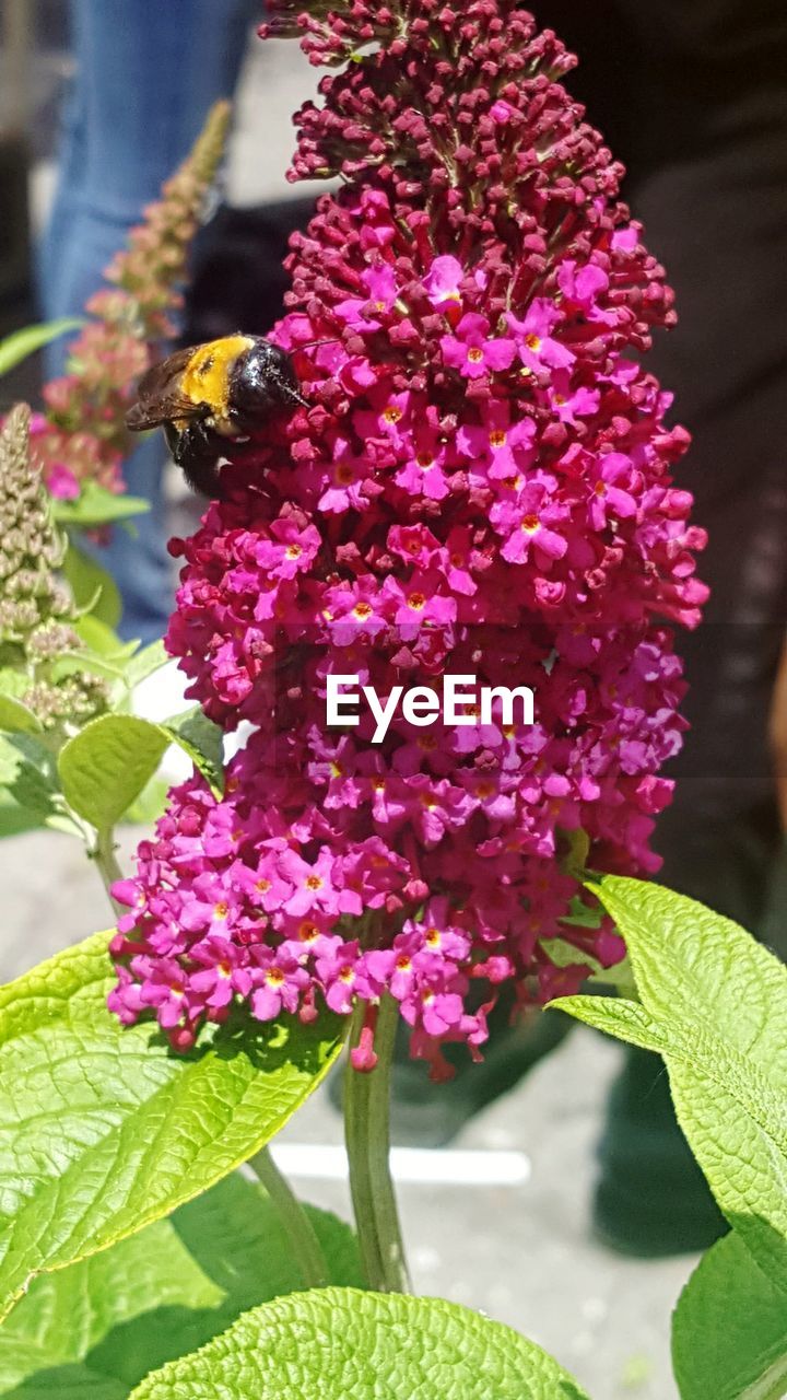 CLOSE-UP OF BUMBLEBEE ON PINK FLOWERS