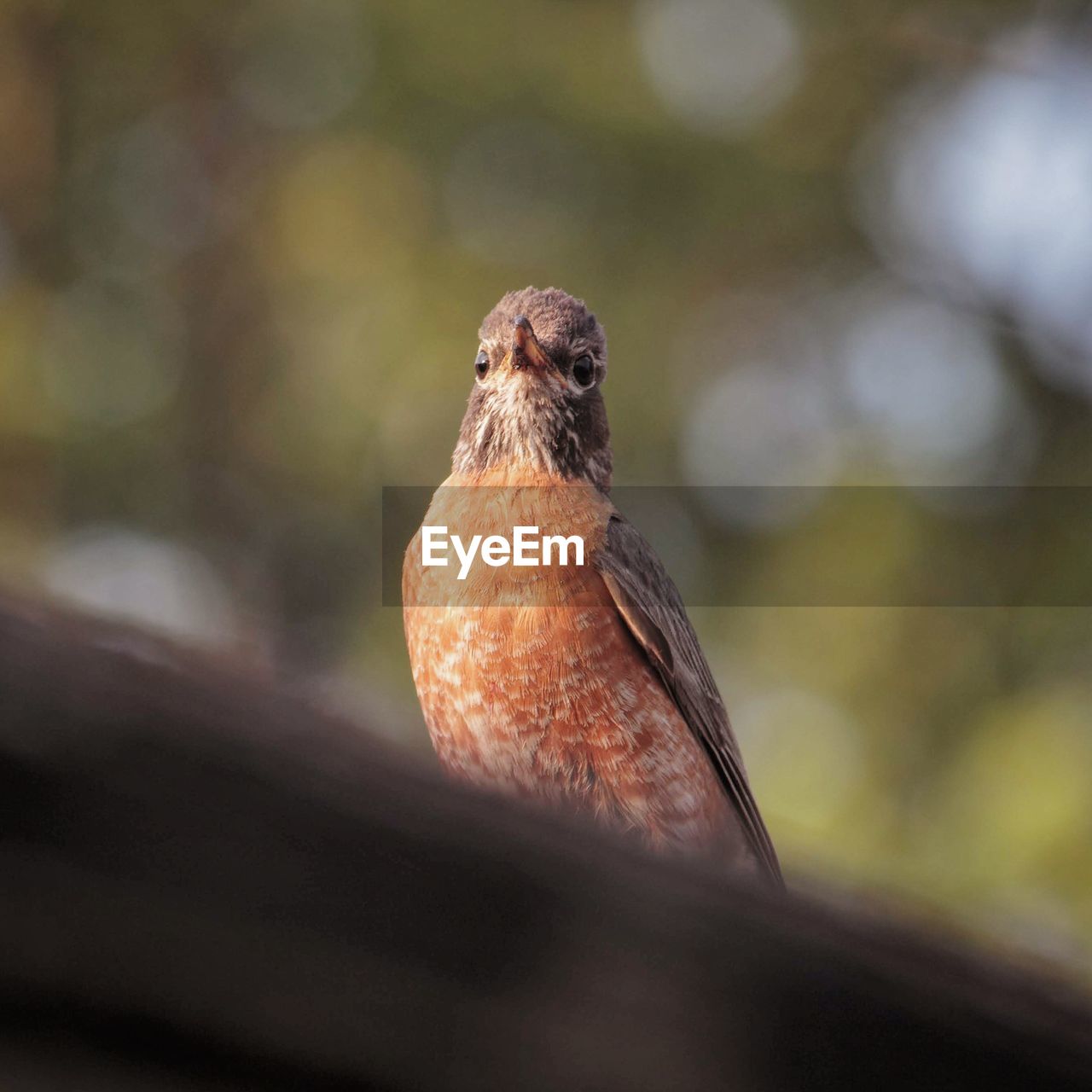 CLOSE-UP OF A BIRD LOOKING AWAY