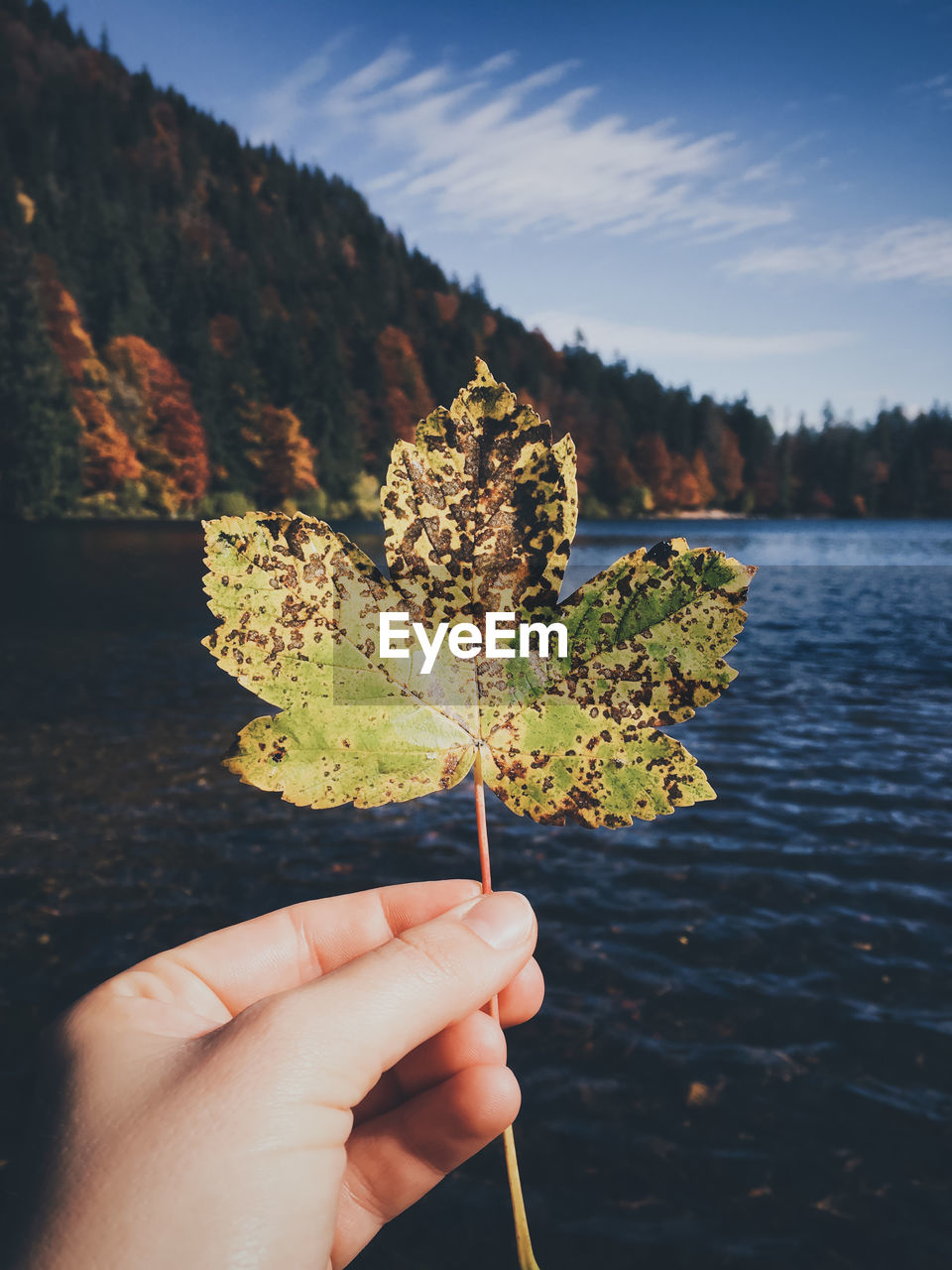 Cropped hand of women holding rotten maple leaf against lake during autumn