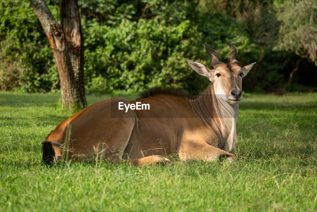Common eland lies on grass watching camera