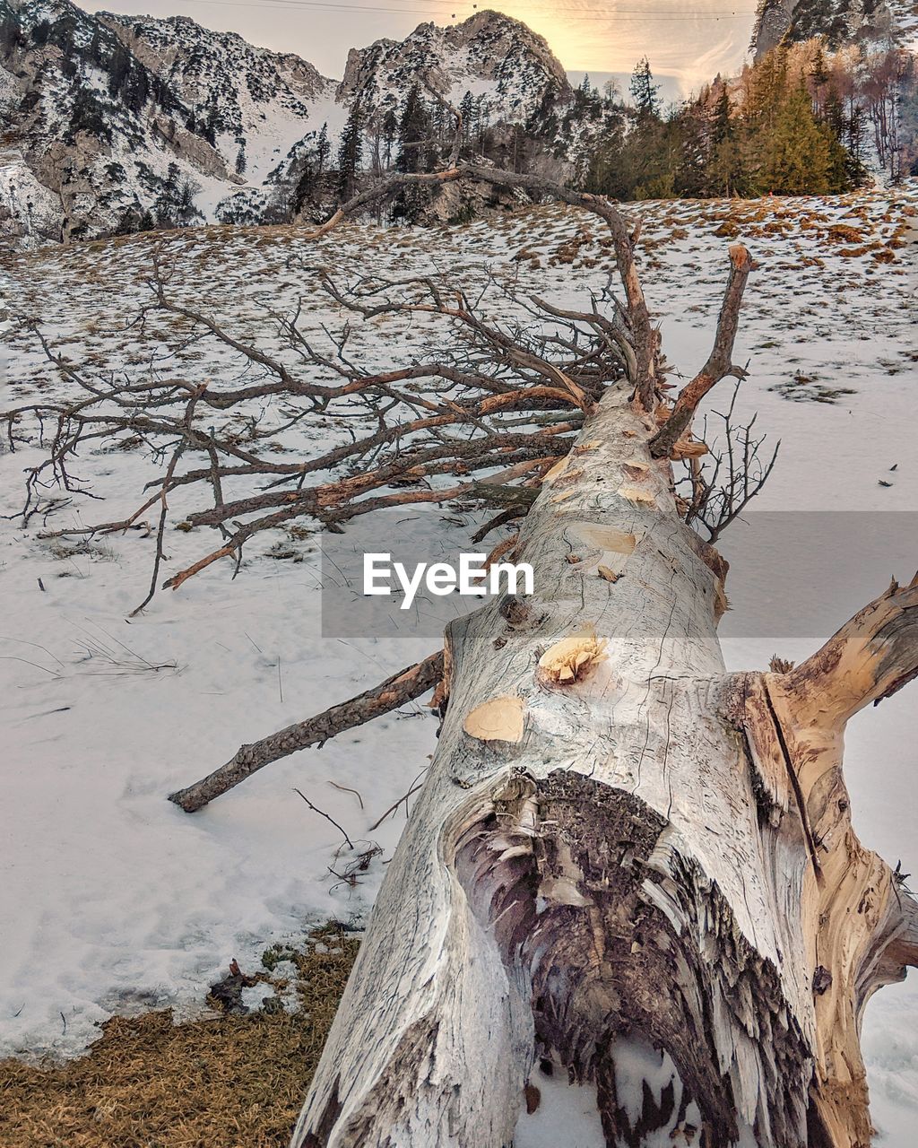 SNOW COVERED TREE TRUNK DURING WINTER