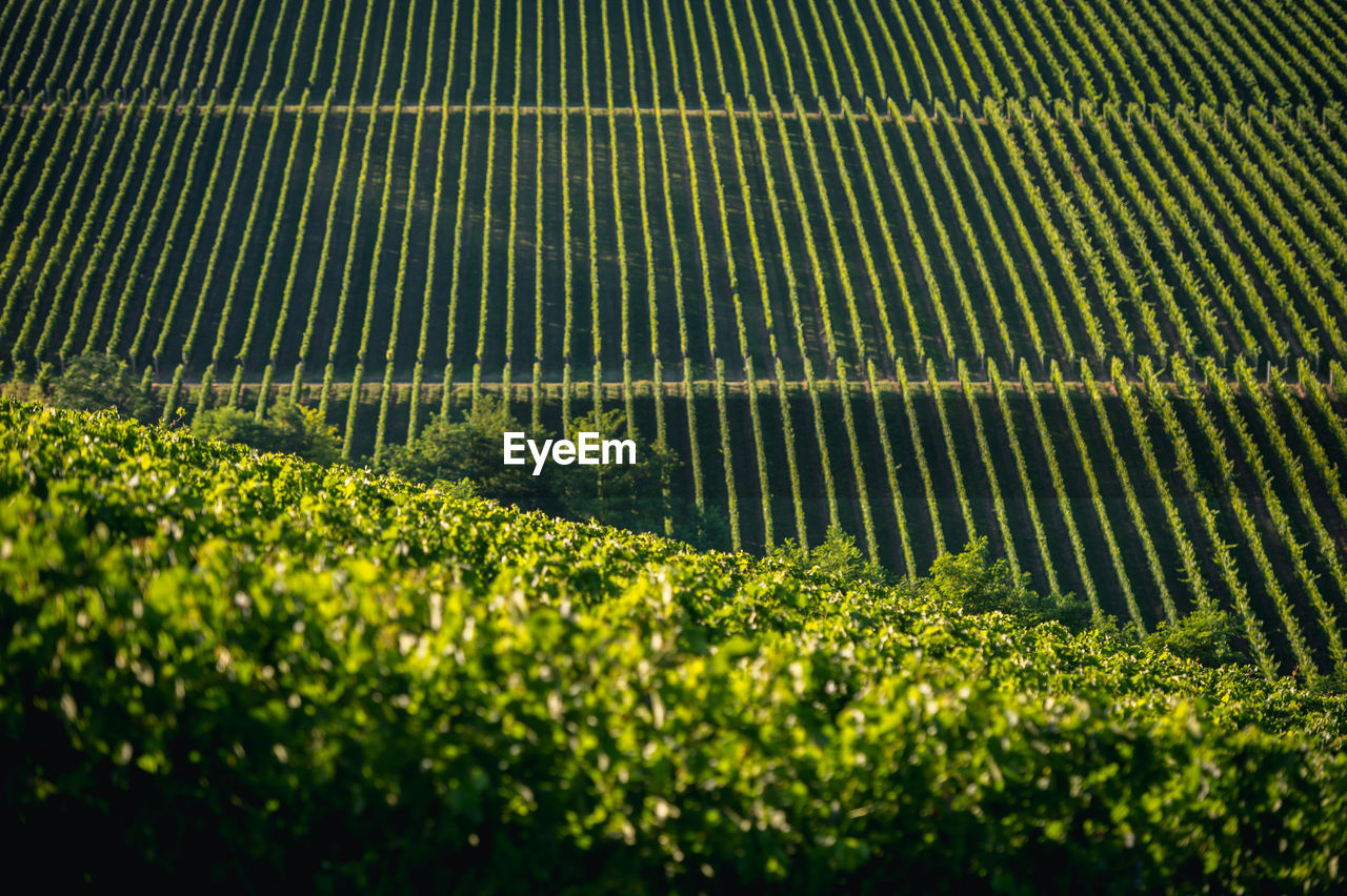 High angle view of vineyard