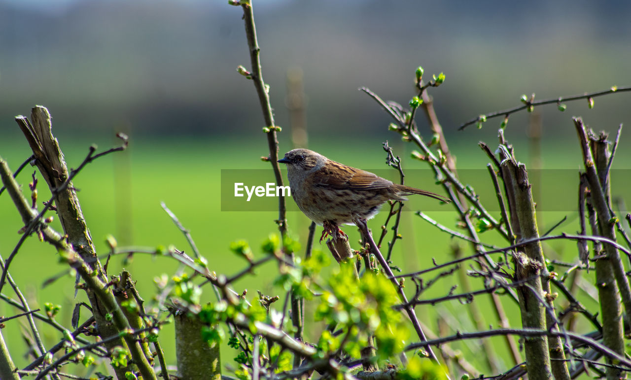 Bird perching on a branch