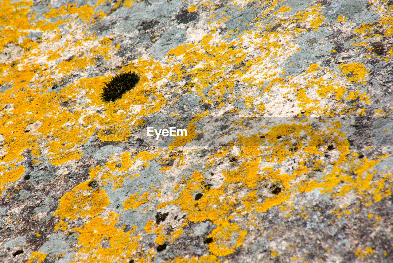 CLOSE-UP OF YELLOW LICHEN ON ROCK