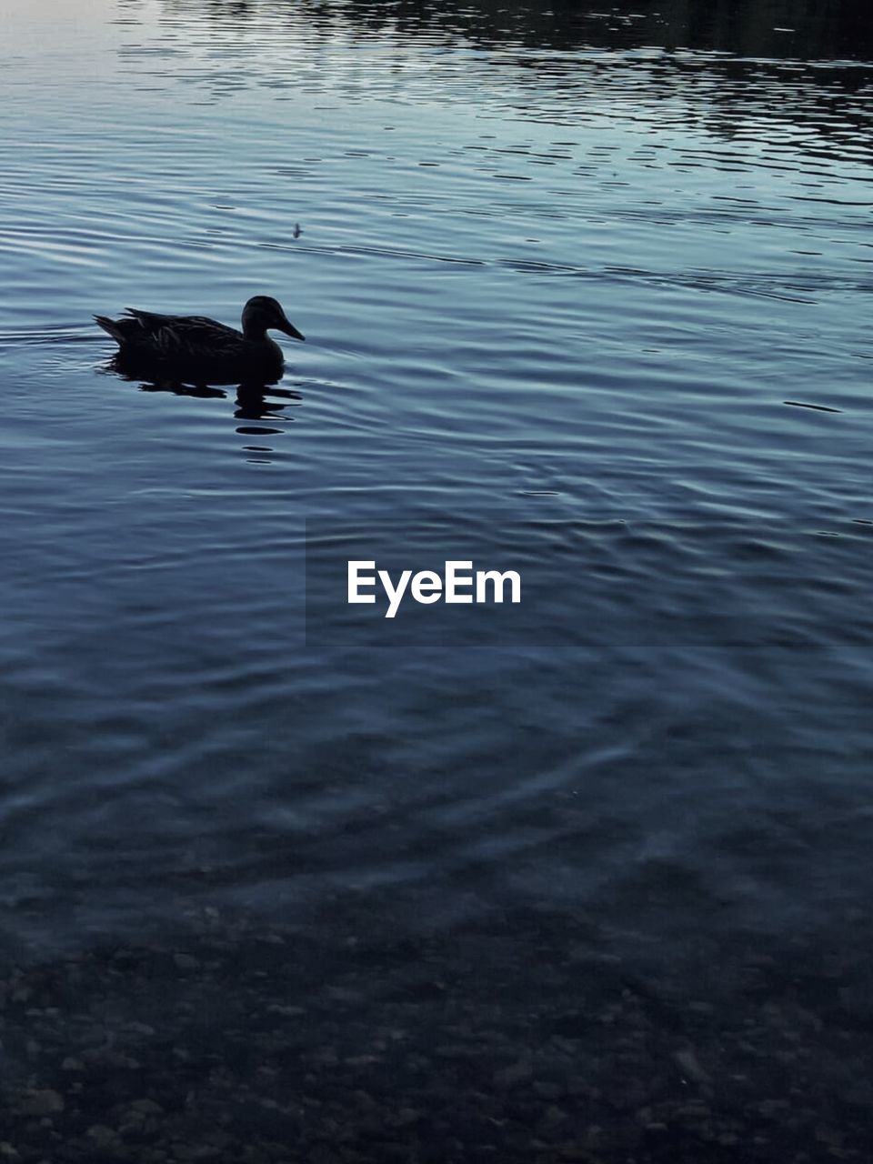 HIGH ANGLE VIEW OF DUCKS SWIMMING ON LAKE