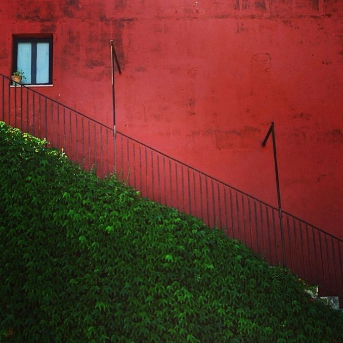 PLANTS GROWING ON A WALL