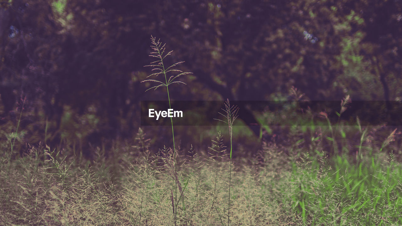 Close-up of grass growing on field