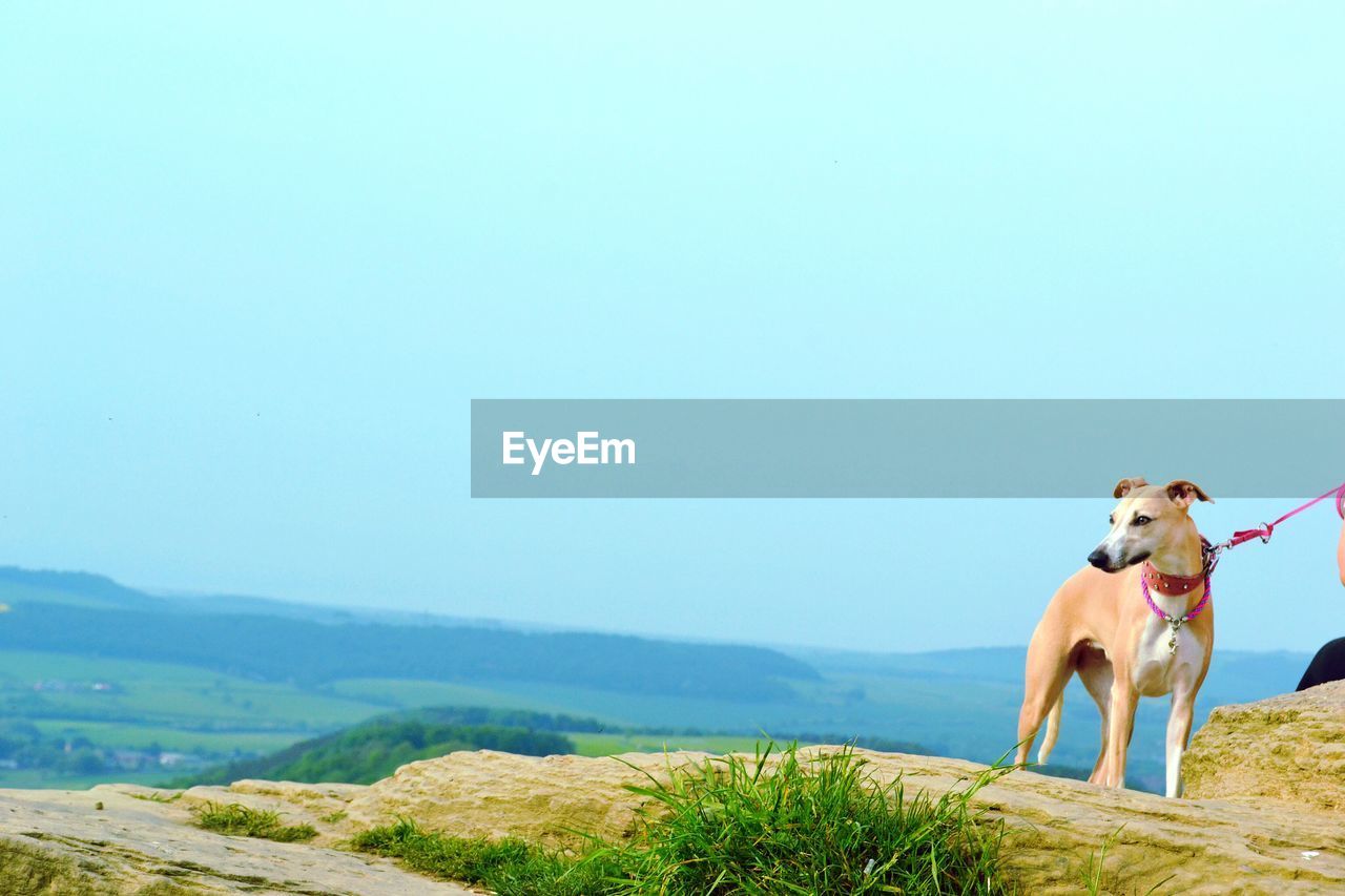 PORTRAIT OF DOG SITTING ON GRASSLAND