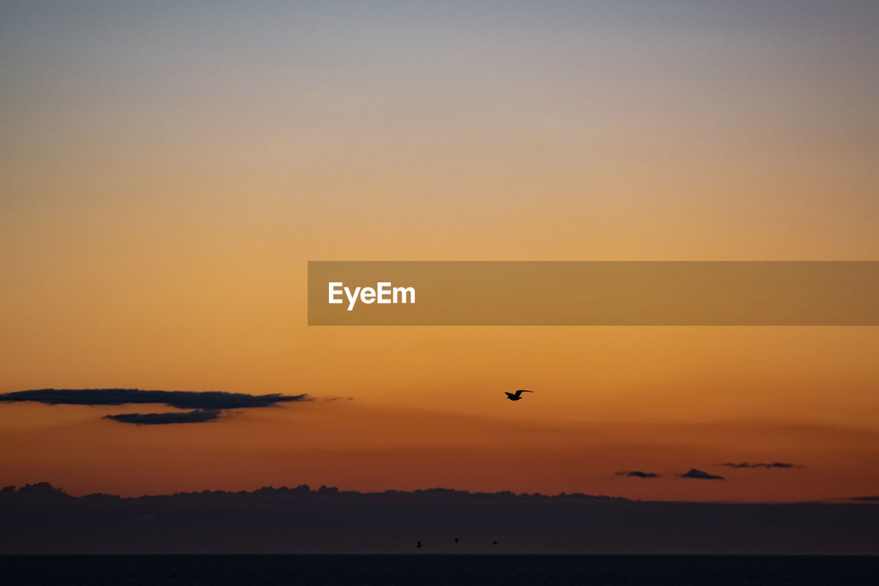 Silhouette birds flying against sky during sunset