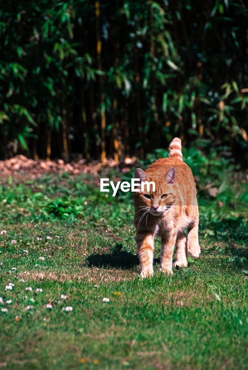 Lion walking on grass