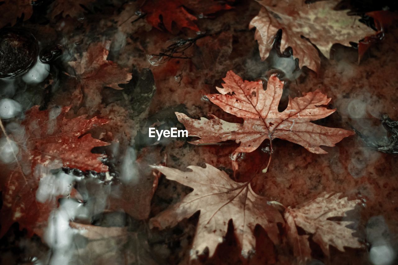 HIGH ANGLE VIEW OF MAPLE LEAF ON WET LEAVES