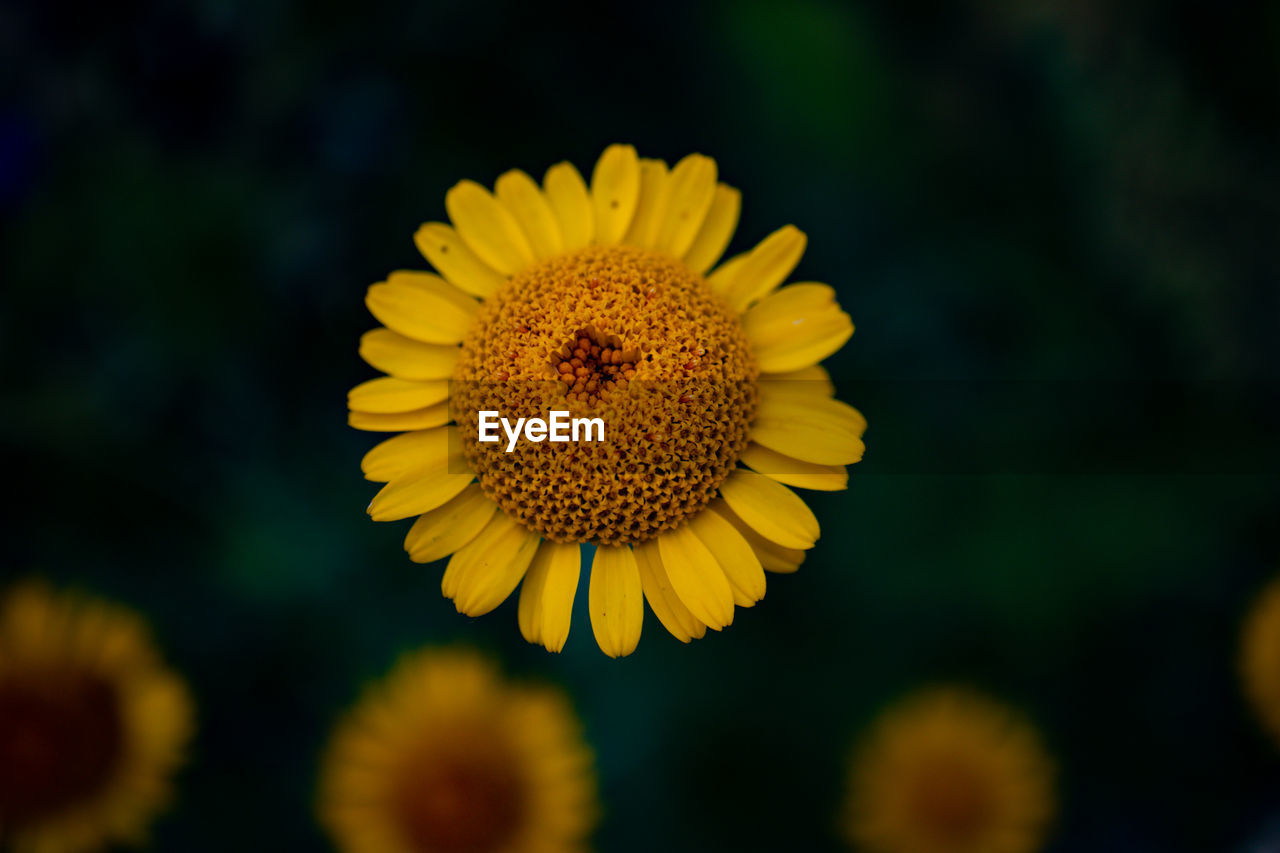 Close-up of yellow flower