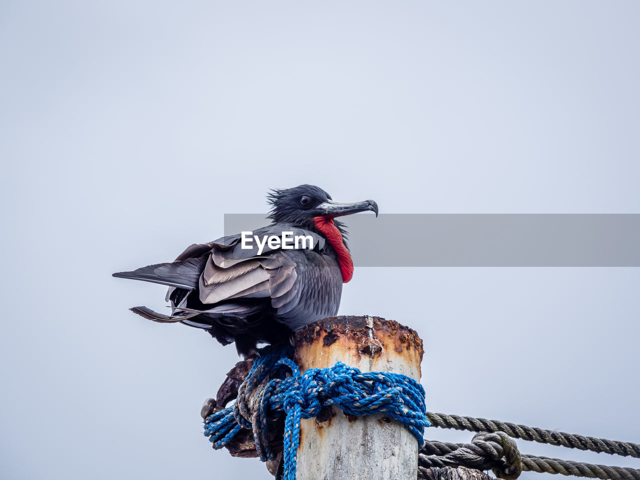 BIRD PERCHING ON WOODEN POST