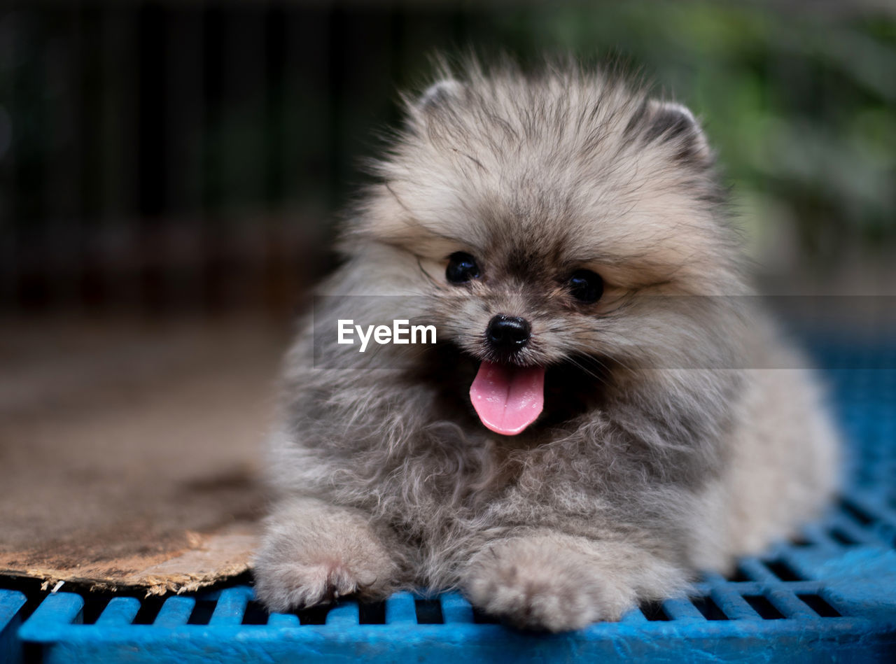 Dark brown fluffy pomeranian puppy lying in the cage with smile