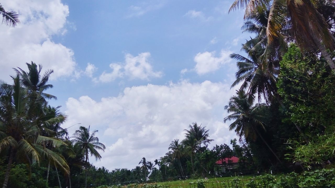 LOW ANGLE VIEW OF COCONUT PALM TREES