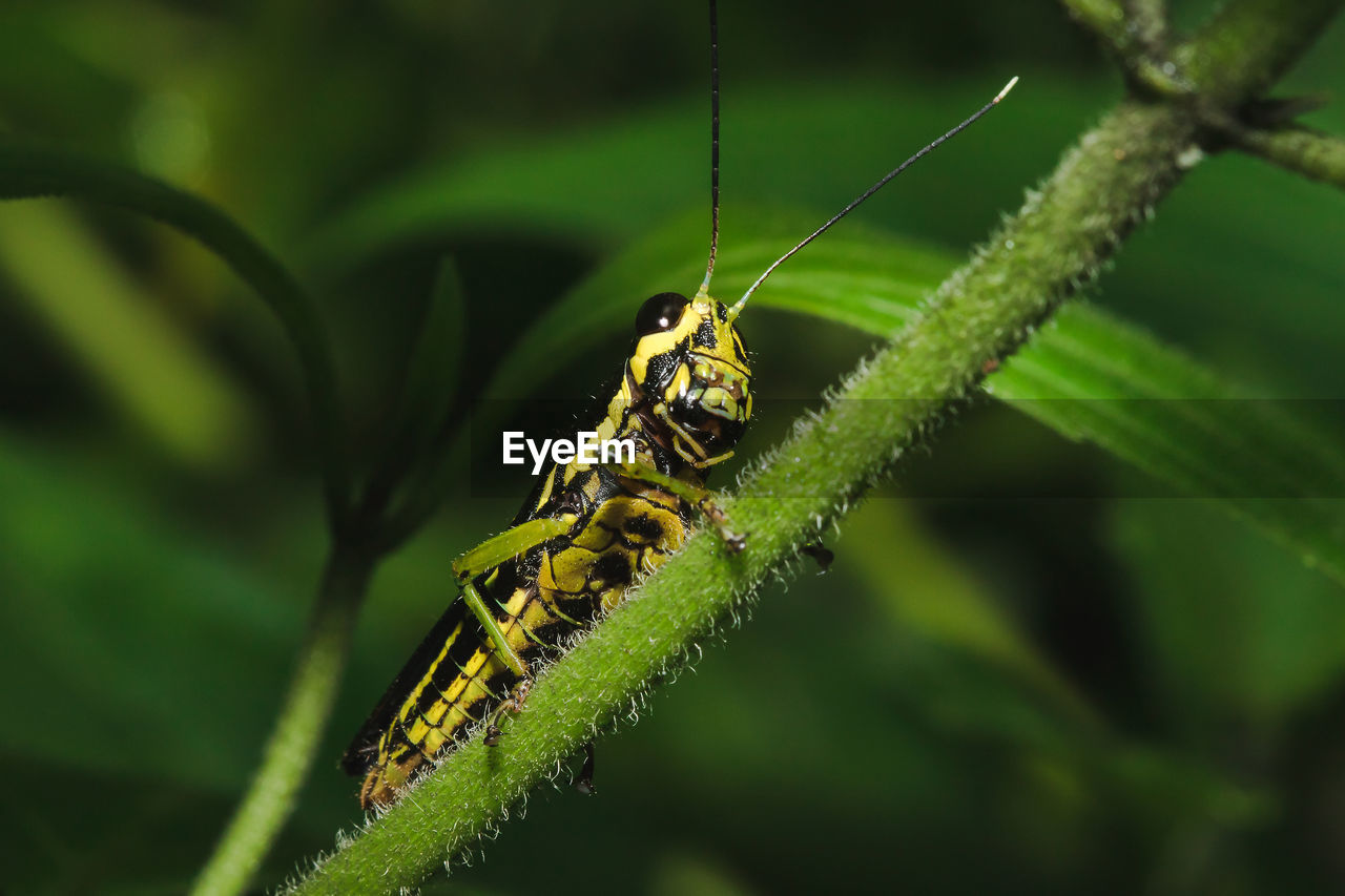 Close-up of insect on plant