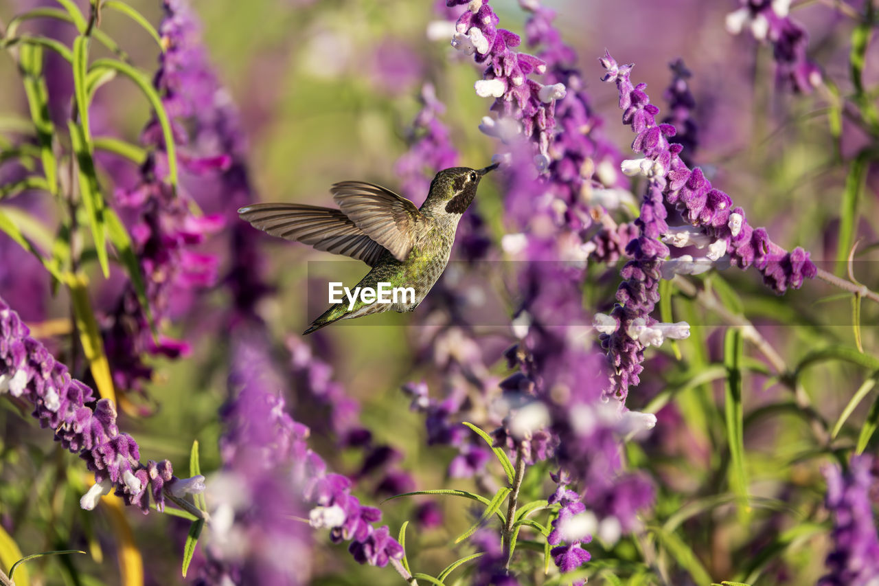 Close-up of hummingbird pollinating on purple flower