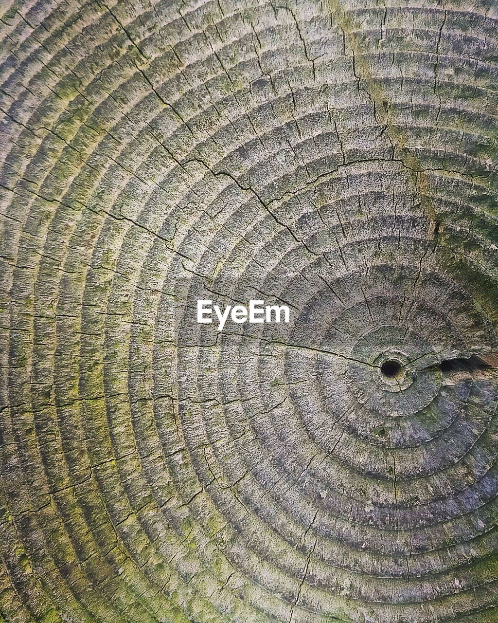 FULL FRAME SHOT OF TREE TRUNK