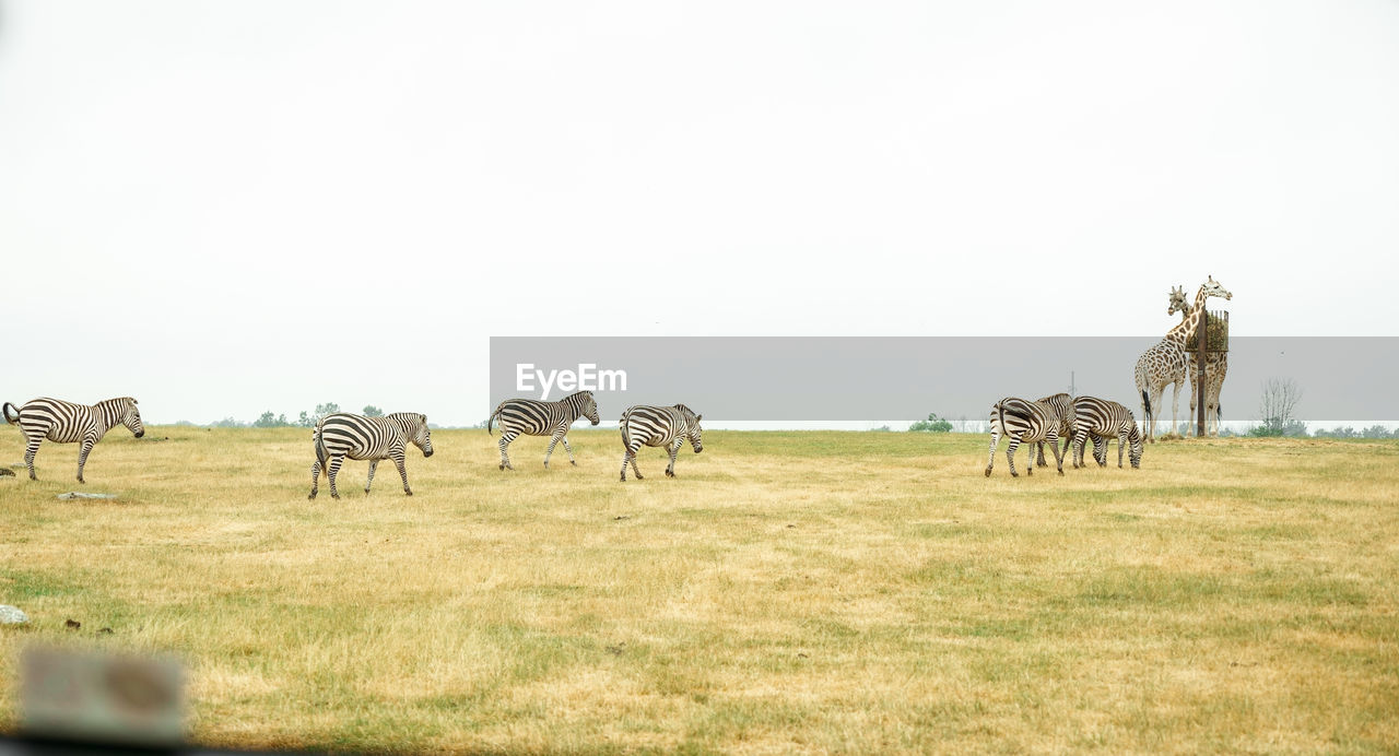 horses on field