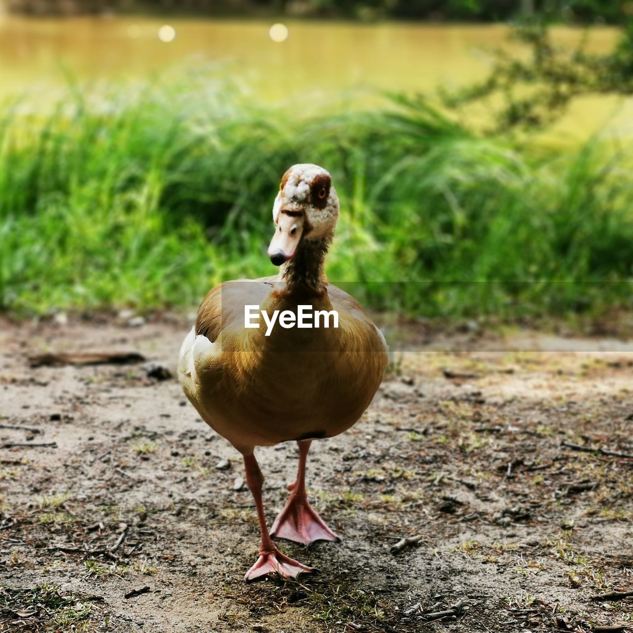 CLOSE-UP OF BIRD ON FIELD