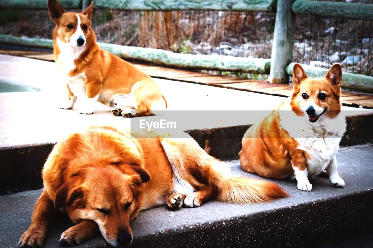 DOGS SITTING IN A DOG ON THE GROUND