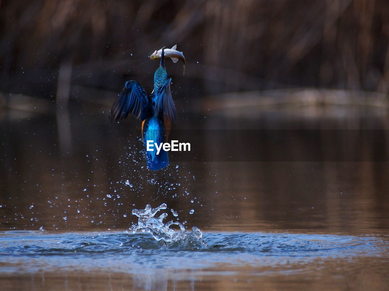 BIRD IN LAKE