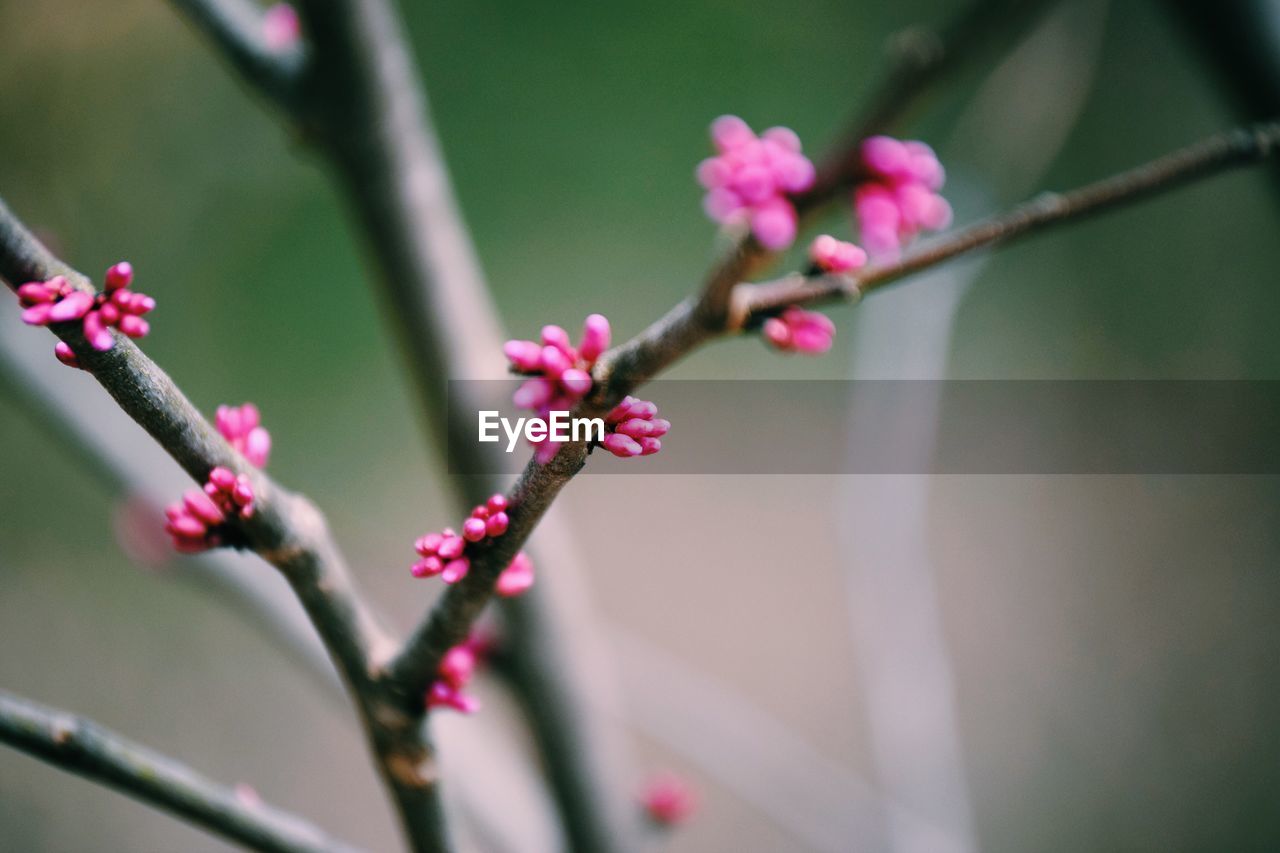 Close-up of pink flowers